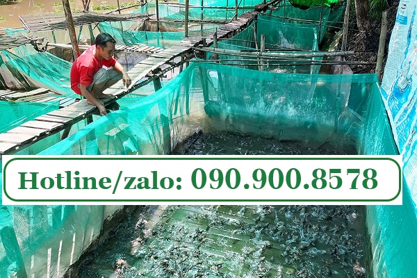 Luoi ro xanh làm lồng nuôi ếch