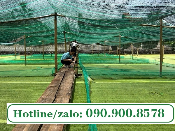 Chọn lưới cước phù hợp làm vèo nuôi ốc bươu thương phẩm