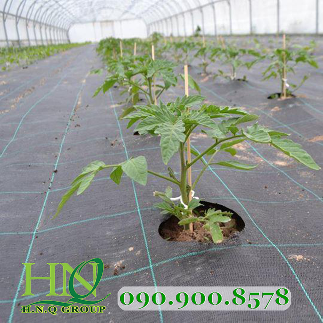 Bạt chống cỏ Thái Lan