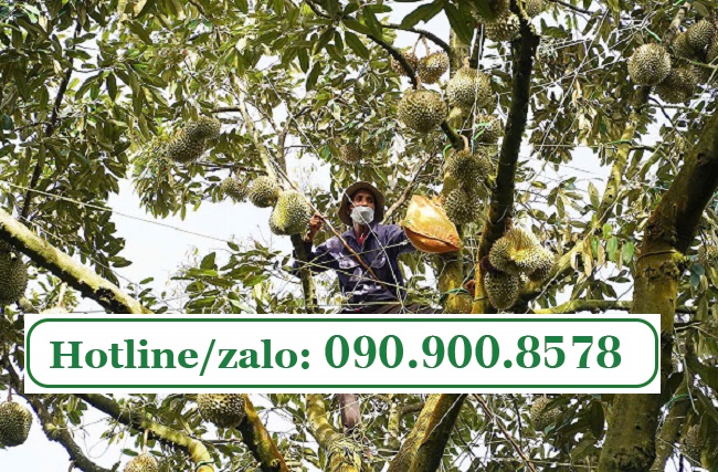 Cáp thép bọc nhựa cột cành, neo gốc sầu riêng hiệu quả Cáp thép bọc nhựa cột cành, neo gốc sầu riêng hiệu quả