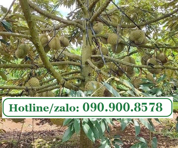 Lập bản đồ cảnh báo Cadimi cho vùng sầu riêng trọng điểm