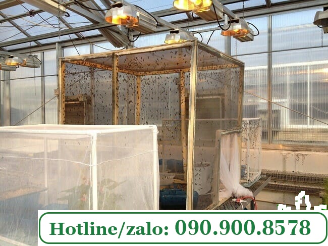 Lưới mùng làm lồng nuôi ruồi lính đen