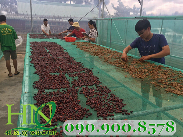 Lưới cước xanh 4ly làm giàn phơi nông sản