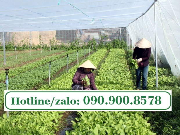 Lưới che mưa cho rau ăn lá