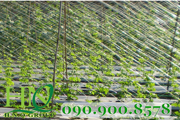 Dây cước trắng làm giàn leo