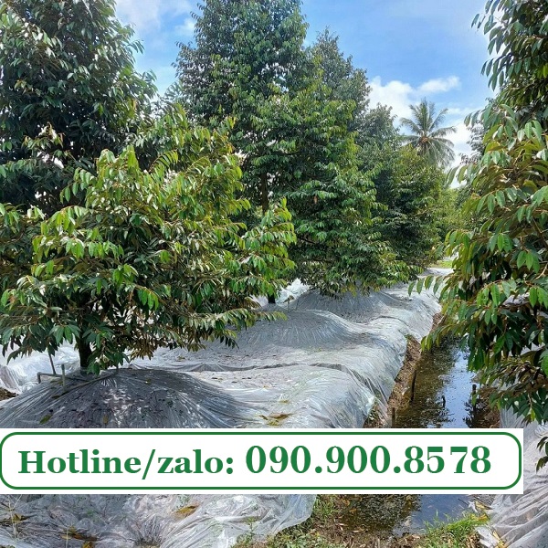 Màng nilon 4 zem phủ gốc sầu riêng