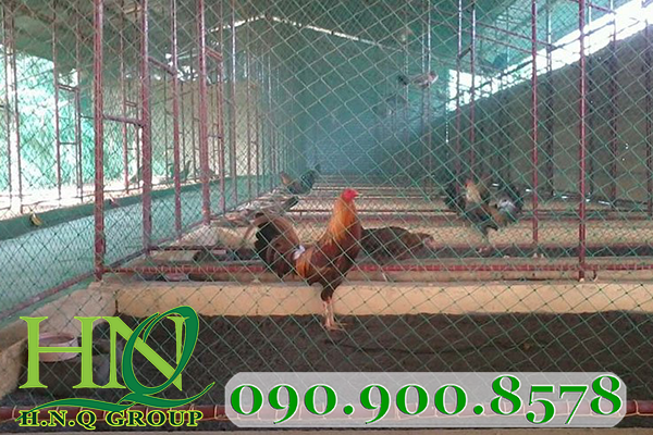 Lưới cước vây gà, chắn chim giá rẻ tại Cần Thơ