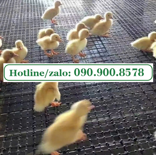 Những lợi ích khi sử dụng lưới nhựa mắt cáo làm chuồng trại chăn nuôi