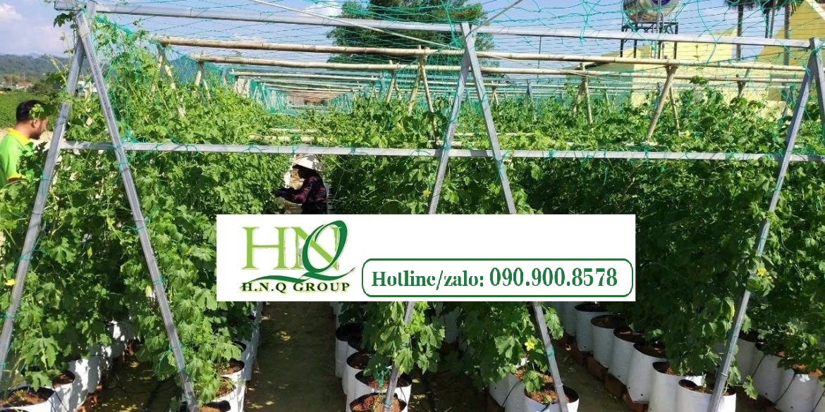 Lưới cước căng giàn leo chữ A