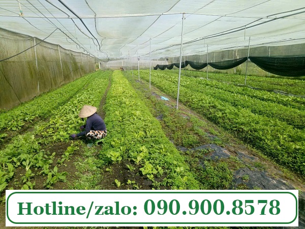 Lưới chắn côn trùng làm nhà lưới trồng rau