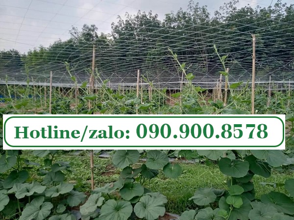 Giá bán của lưới cước làm giàn leo là bao nhiêu?