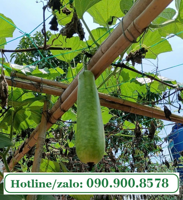 Các đặc điểm của lưới làm giàn leo