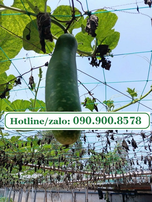 lưới làm giàn leo cho bầu bí