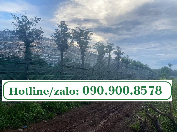 Lưới chắn gió cho vườn sầu riêng