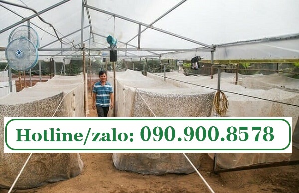 lưới mùng làm lồng nuôi ruồi lính đen