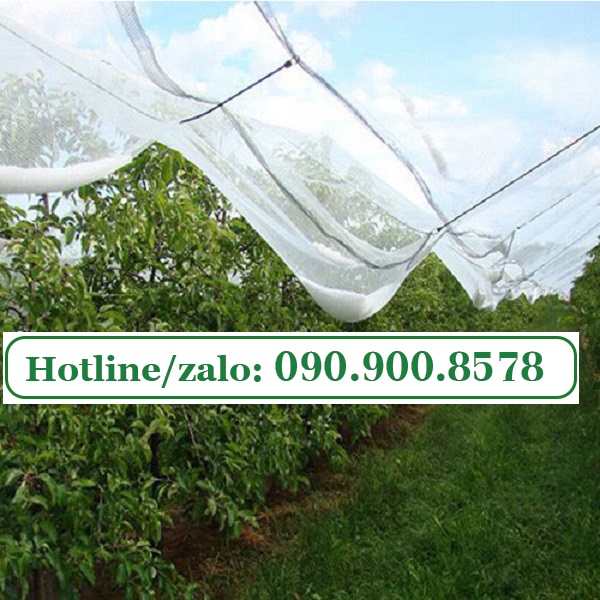Lưới mùng bảo vệ cây khỏi mưa đá