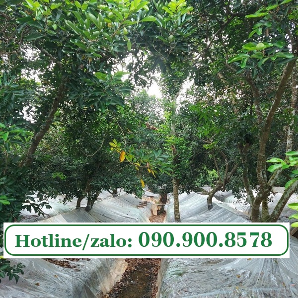 Màng PE phủ đất vườn sầu riêng