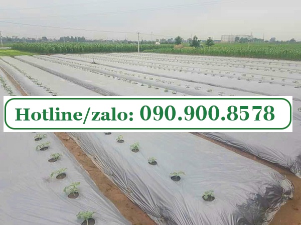 Màng Phủ Nông Nghiệp chống cỏ