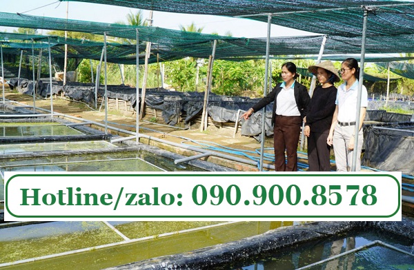 nuôi ốc nhồi trong hồ lót bạt chống thấm